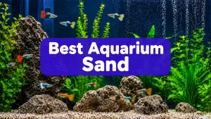 Best Aquarium Sand
