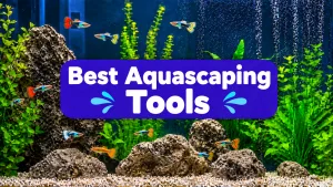 Best Aquascaping Tools