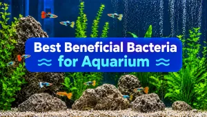 Best Beneficial Bacteria for Aquarium
