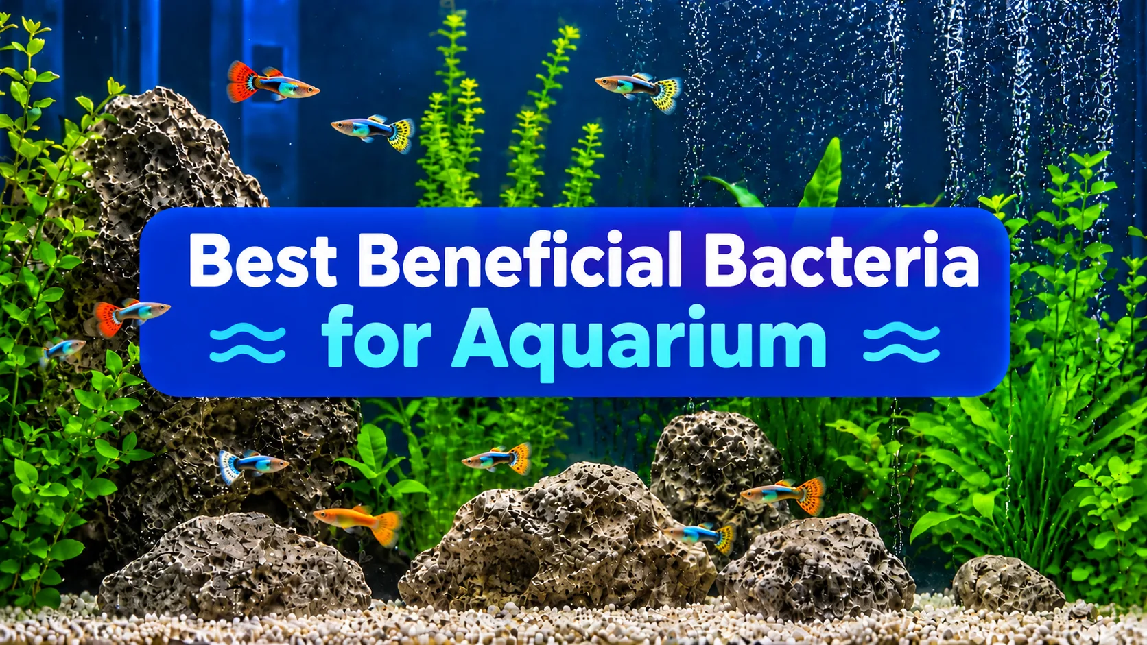 Best Beneficial Bacteria for Aquarium