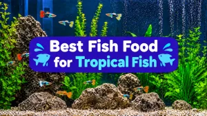 Best Fish Food for Tropical Fish